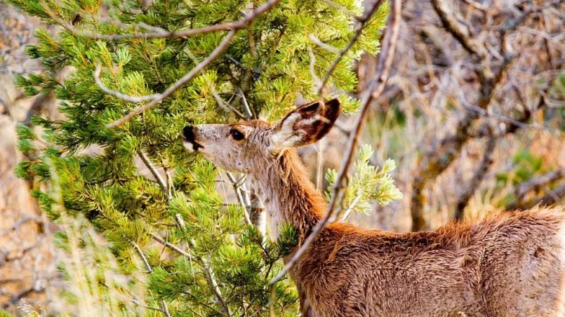 Deer foraging on pine needles