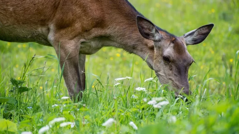 Deer grazing on the meadow