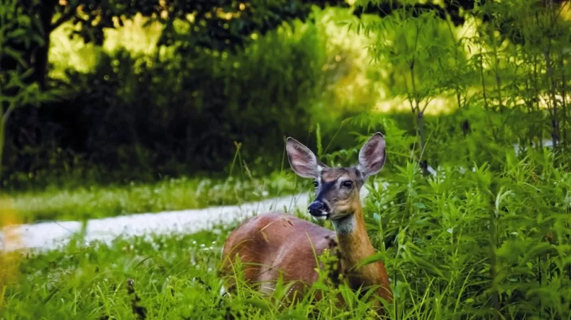 Deer laying on the ground