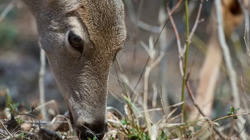 Deer searching food