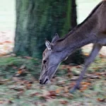 Deer searching the ground for chestnuts