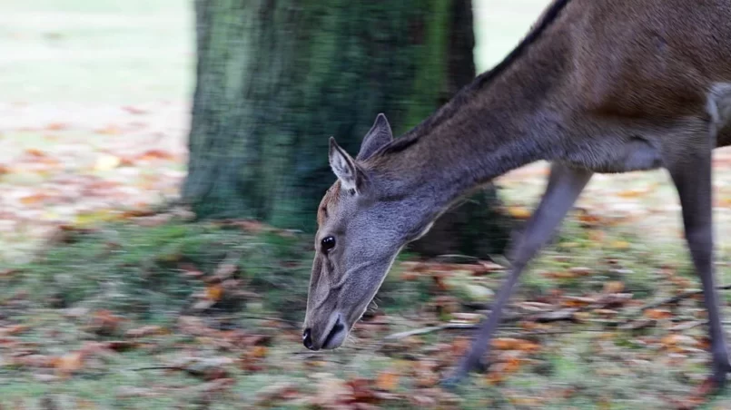 Deer searching the ground for chestnuts