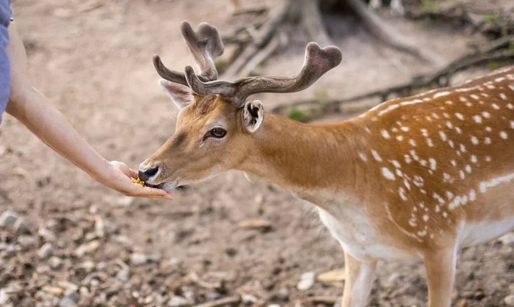 Deer with antlers eats food from the hands
