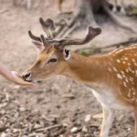 Deer with antlers eats food from the hands