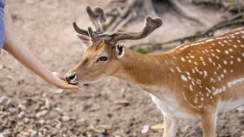 Deer with antlers eats food from the hands