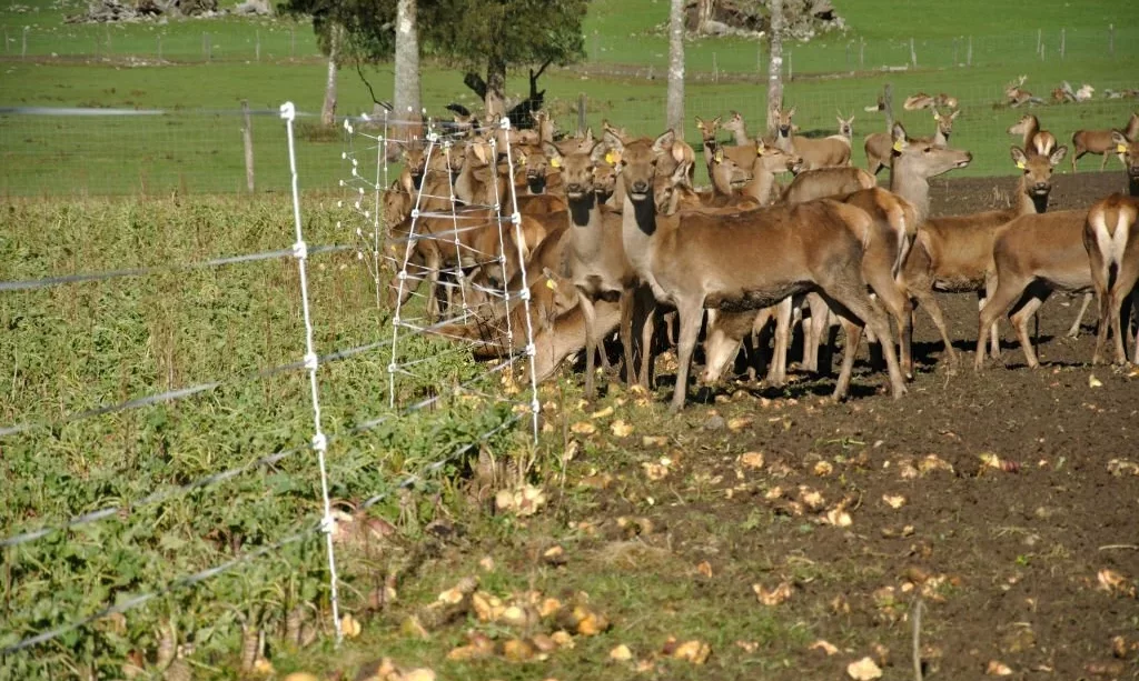 Deer with their winter feed of turnips on a farm