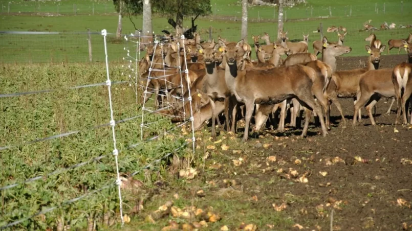 Deer with their winter feed of turnips on a farm