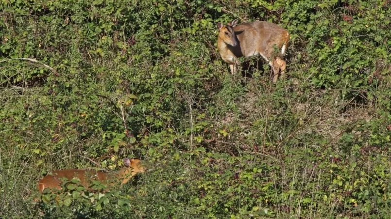 Deers feeding on Blackberries (Rubus fruticosus)