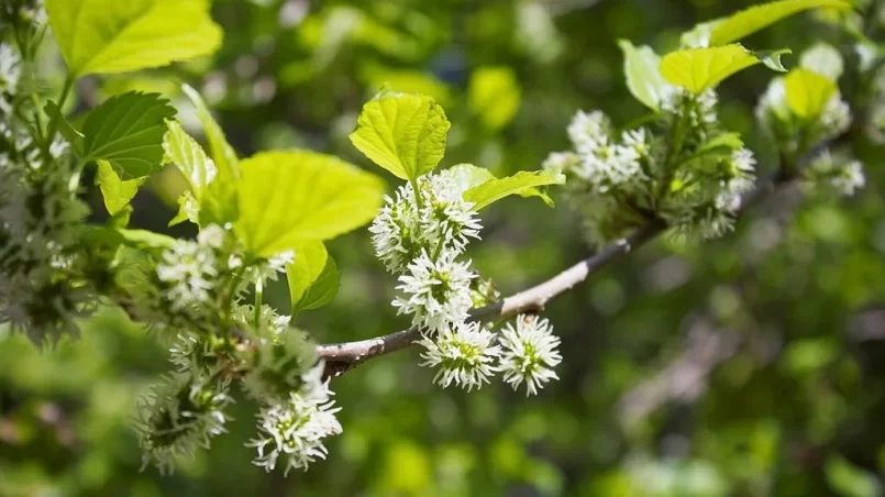 Detail of a mulberry tree, with flowers