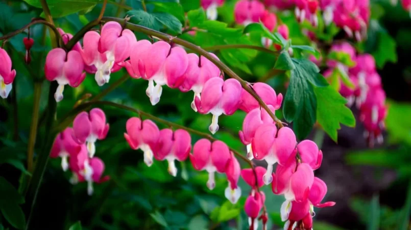 Dicentra spectabilis