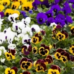 Different color of pansies