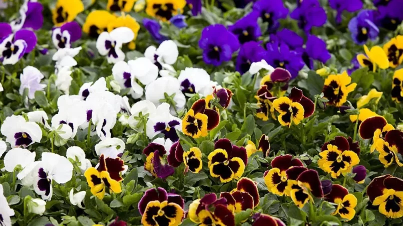 Different color of pansies