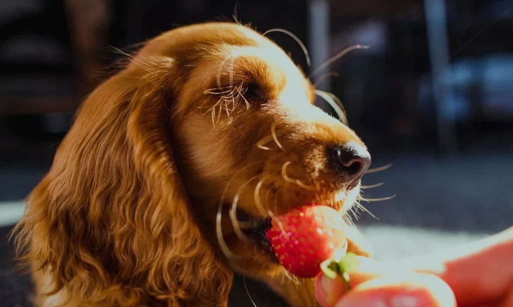 Dog eating strawberry