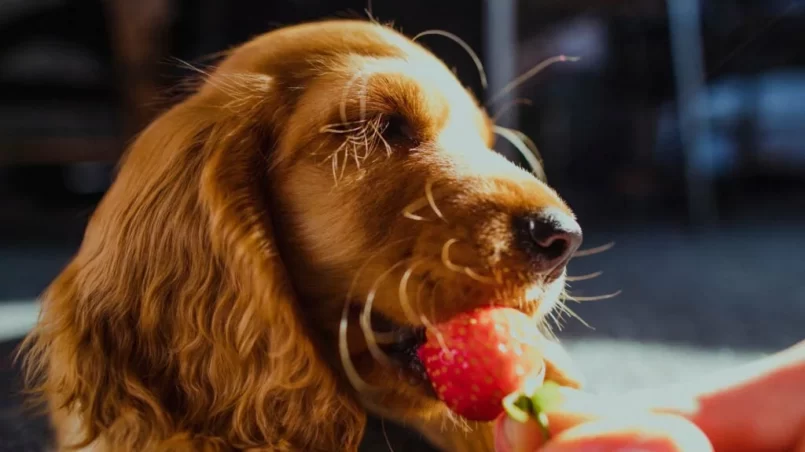 Dog eating strawberry