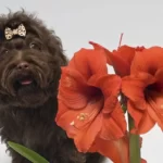 Dog near amaryllis flower