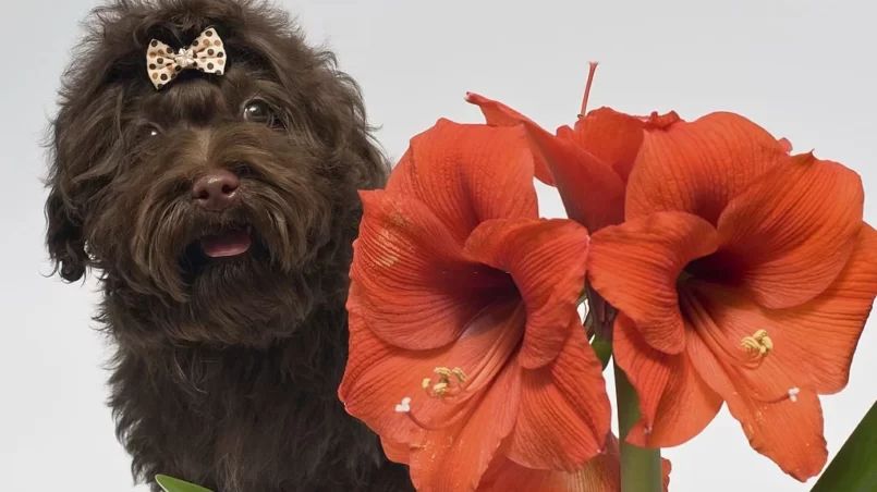 Dog near amaryllis flower