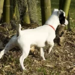Dog near bamboo plant