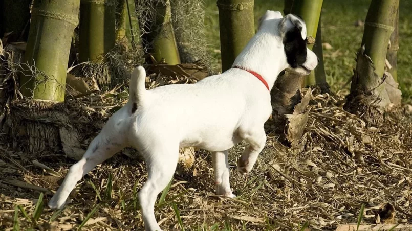 Dog near bamboo plant