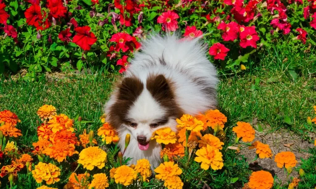 Dog near bright summer flowers