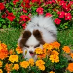 Dog near bright summer flowers