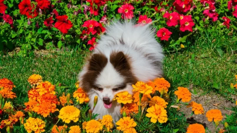 Dog near bright summer flowers