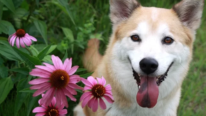 Dog near coneflower