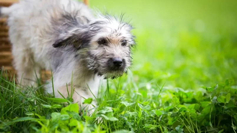 Dog playing in the grass