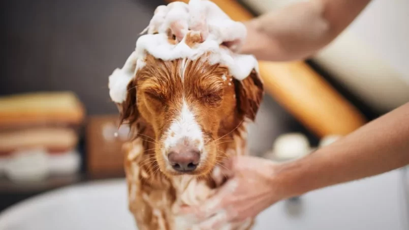 Dog taking bath at home