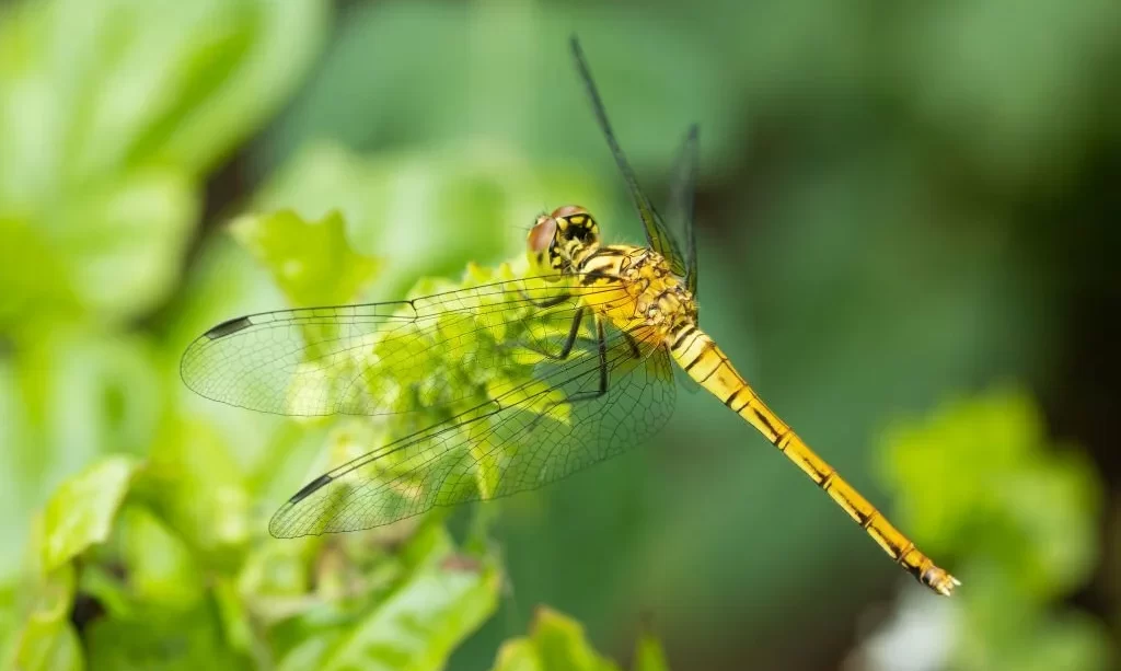 Dragonfly in garden