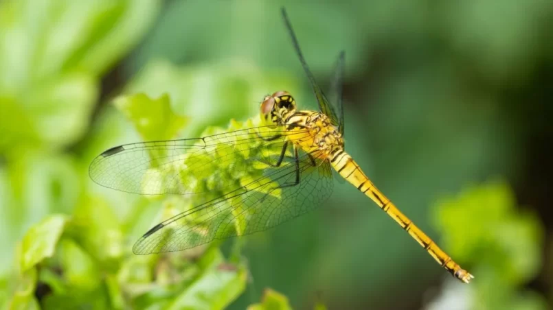 Dragonfly in garden