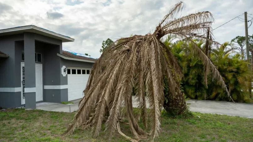 Dry dead palm tree on Florida home backyard