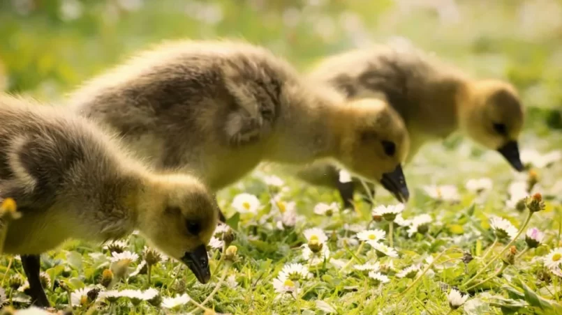 Ducks eating grass