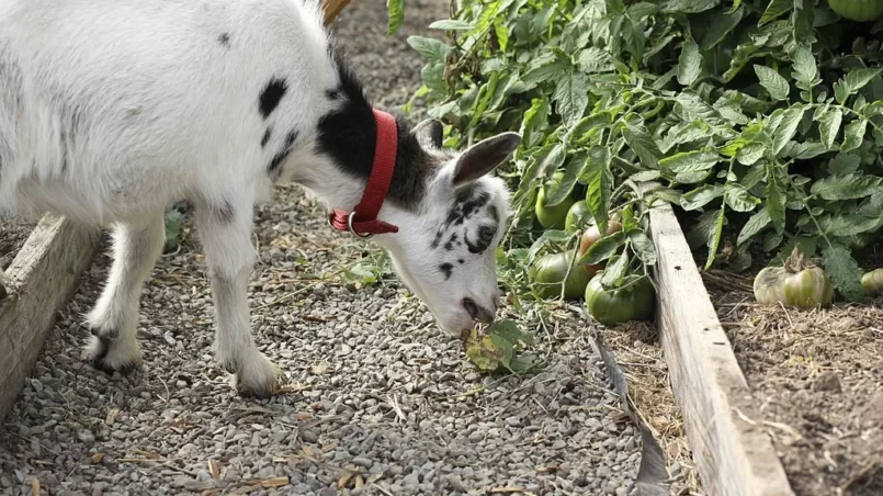 Dwarf goat eating tomato plant