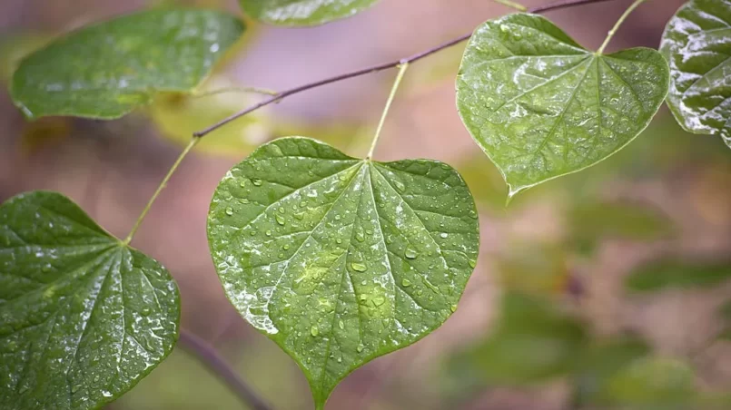 Eastern Redbud leaves