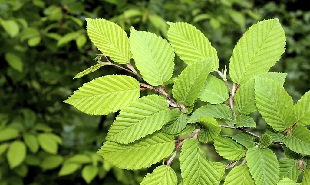 Elm tree leaf