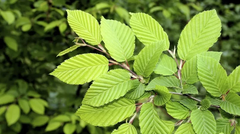 Elm tree leaf