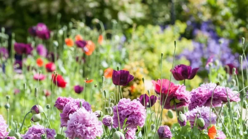 English cottage garden with wild flowers