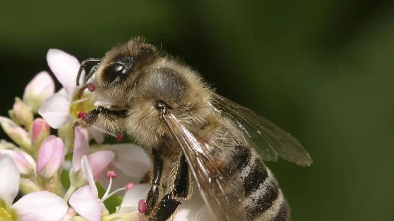 European Wool Carder Bee