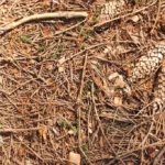 Fallen spruce cones and needles on ground