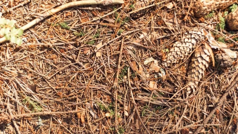 Fallen spruce cones and needles on ground