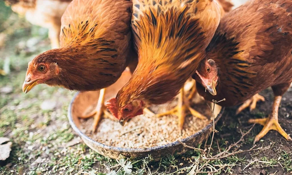 Farm chickens eating