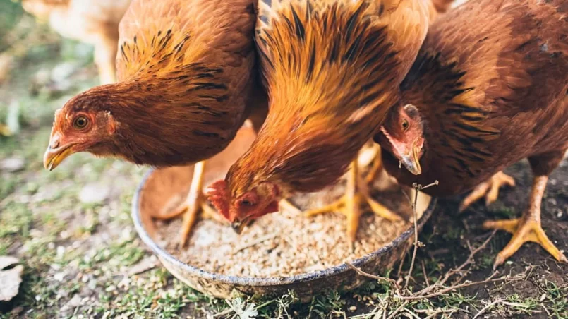 Farm chickens eating