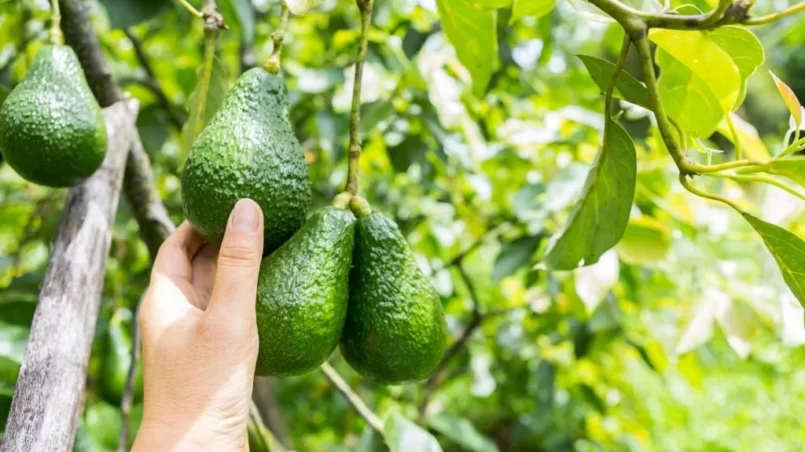 Farmer hand holding avocado