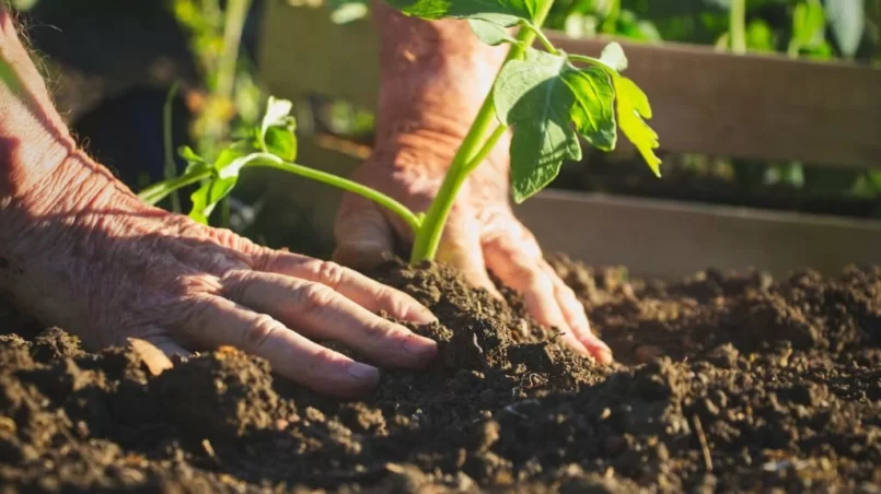 Farmer planting tomatoes seedling in organic garden