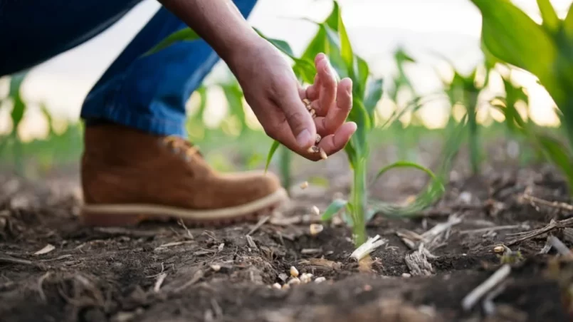 Farmer sowing corn