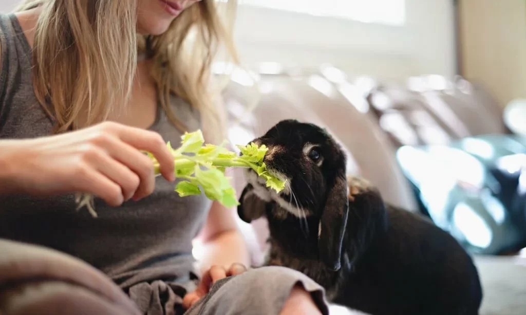 Feeding a Rabbit Celery