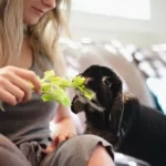 Feeding a Rabbit Celery