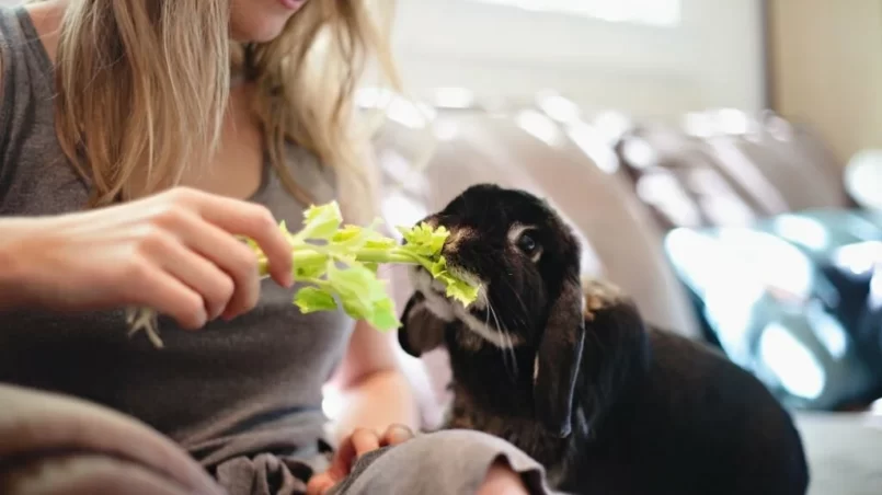 Feeding a Rabbit Celery