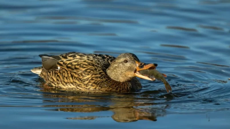 Female mallard duck and perch