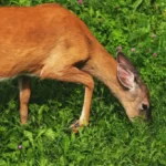 Female white tailed deer eating grass